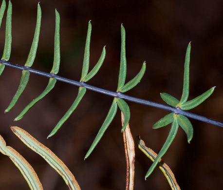 image of Pellaea ternifolia ssp. arizonica, Arizona Cliffbrake