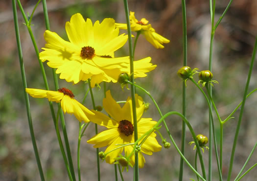 Pool Coreopsis