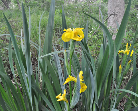 image of Iris pseudacorus, Yellow Flag, Water Flag, Yellow Iris