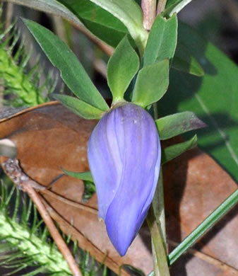 image of Gentiana catesbyi, Coastal Plain Gentian, Catesby's Gentian, Elliott's Gentian