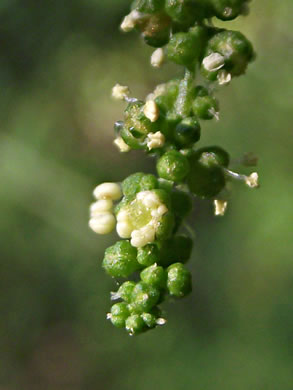 image of Dysphania ambrosioides, Mexican-tea, Epazote