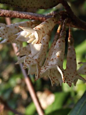 image of Elaeagnus pungens, Thorny Olive, Autumn Siverberry, Silverthorn, Thorny Elaeagnus