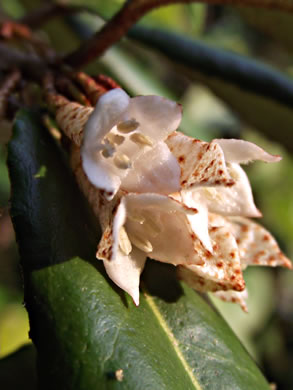 image of Elaeagnus pungens, Thorny Olive, Autumn Siverberry, Silverthorn, Thorny Elaeagnus