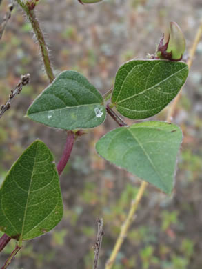 Strophostyles helvola, Annual Sand Bean, Beach Pea, Trailing Wild Bean, Trailing Fuzzy-Bean