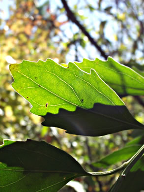 image of Baccharis halimifolia, Silverling, Groundsel-tree, Consumption-weed, Sea-myrtle