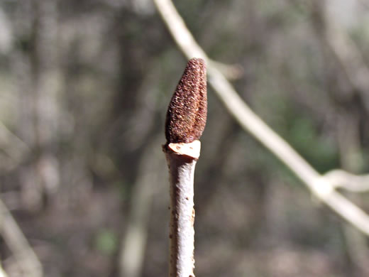 image of Viburnum rufidulum, Rusty Blackhaw, Blue Haw, Southern Blackhaw, Rusty Haw