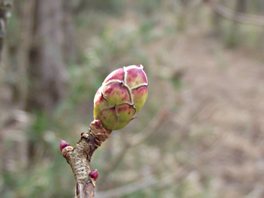 image of Rhododendron periclymenoides, Pinxterflower, Pinxterbloom Azalea, Election Pink, Pinxter Azalea