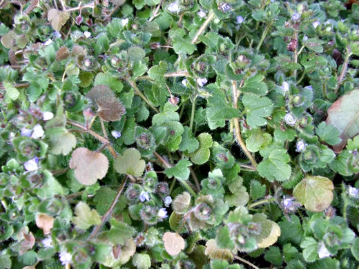 image of Veronica hederifolia, Ivyleaf Speedwell