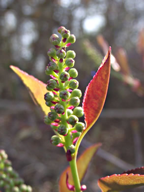 image of Prunus serotina var. serotina, Black Cherry, Eastern Wild Black Cherry, Bird Cherry