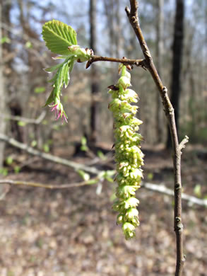 catkin