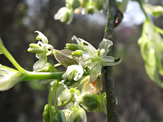 image of Celtis occidentalis, Northern Hackberry