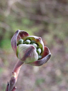 image of Benthamidia florida, Flowering Dogwood