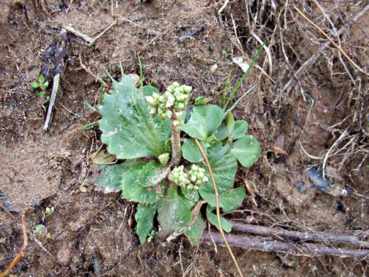 image of Micranthes virginiensis, Early Saxifrage