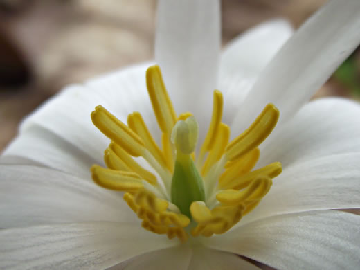 image of Sanguinaria canadensis, Bloodroot, Red Puccoon