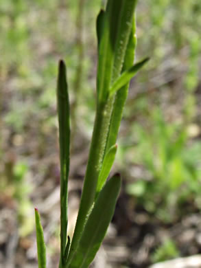 image of Lepidium virginicum var. virginicum, Poor Man's Pepper, Peppergrass