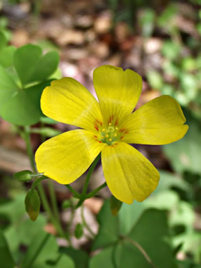 image of Oxalis colorea, Small's wood-sorrel, Tufted Yellow Wood-sorrel, (NOT Sadie Price’s Yellow Wood-sorrel)