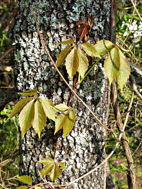 image of Parthenocissus quinquefolia, Virginia Creeper