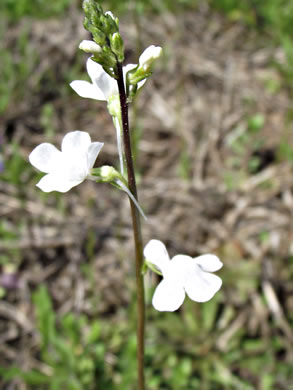 image of Linaria canadensis, Oldfield Toadflax, Common Toadflax, Canada Toadflax