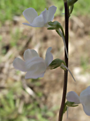 image of Linaria canadensis, Oldfield Toadflax, Common Toadflax, Canada Toadflax