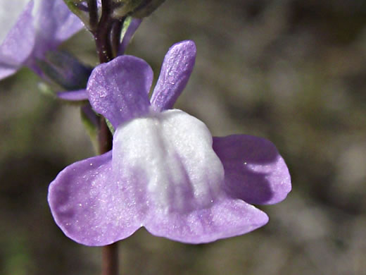 image of Linaria canadensis, Oldfield Toadflax, Common Toadflax, Canada Toadflax