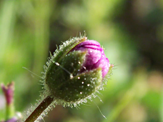 image of Geranium molle, Dove's-foot Cranesbill