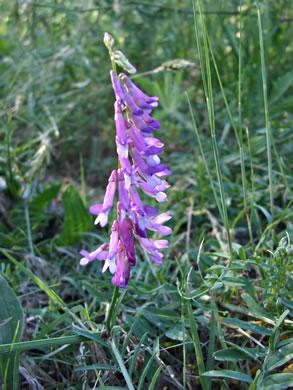 image of Vicia villosa ssp. varia, Smooth Vetch, Winter Vetch