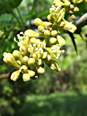 image of Gleditsia triacanthos, Honey Locust