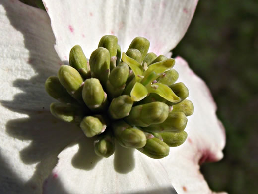 image of Benthamidia florida, Flowering Dogwood