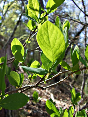 image of Dirca palustris, Eastern Leatherwood, Leatherbark, Wicopee, Rope-bark