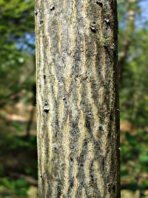 image of Halesia tetraptera var. tetraptera, Common Silverbell