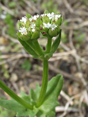 image of Valerianella radiata, Beaked Cornsalad