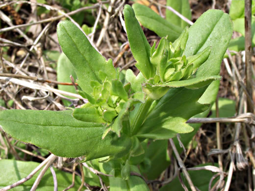 image of Myosotis verna, Spring Forget-me-not, Early Forget-me-not, Early Scorpion-grass