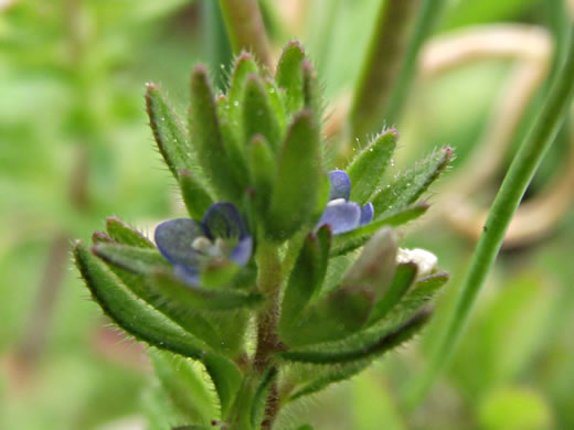 image of Veronica arvensis, Corn Speedwell, Wall Speedwell