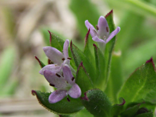 image of Galium sherardia, Field Madder, Blue Field-madder