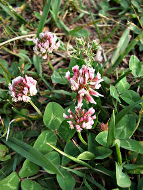 Trifolium hybridum, Alsike Clover