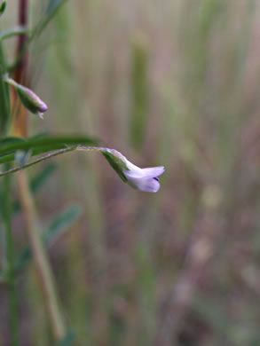 image of Vicia tetrasperma, Slender Vetch, Smooth Tare, Lentil Vetch, Sparrow Vetch