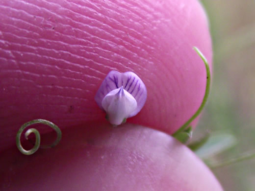 image of Vicia tetrasperma, Slender Vetch, Smooth Tare, Lentil Vetch, Four-seeded Vetch