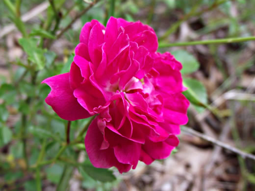 flower of Rosa luciae, Memorial Rose, Dorothy Perkins Rose, Lucie Rose