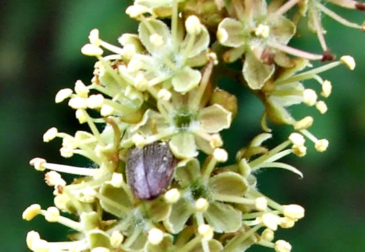 flower of Gleditsia triacanthos, Honey Locust