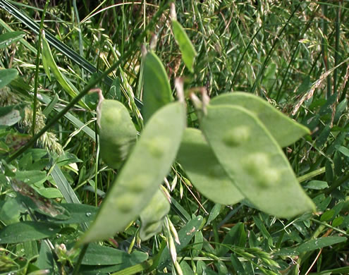 image of Vicia villosa ssp. varia, Smooth Vetch, Winter Vetch