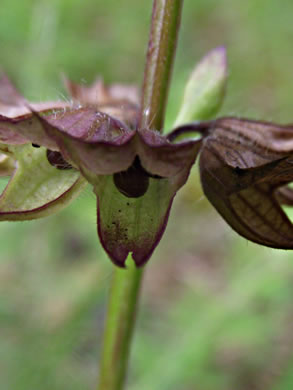 image of Salvia lyrata, Lyreleaf Sage
