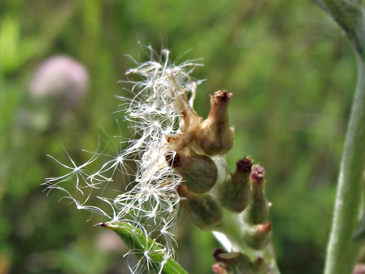 bristles