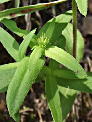 image of Houstonia longifolia var. compacta, Eastern Longleaf Bluet