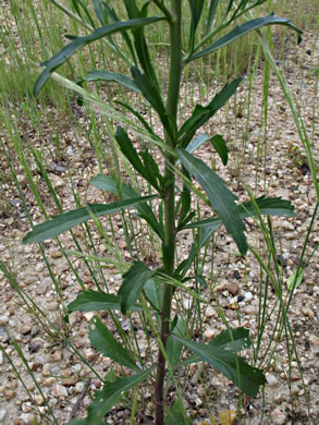leaf or frond of Lepidium virginicum var. virginicum, Poor Man's Pepper, Peppergrass