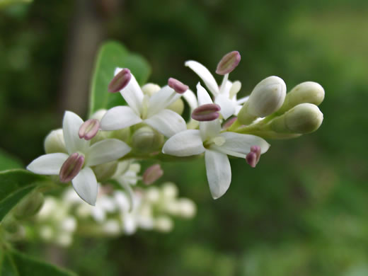 image of Ligustrum sinense, Chinese Privet, "privy hedge"