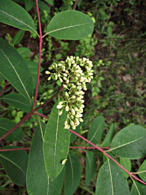 image of Apocynum cannabinum, Indian-hemp, Hemp Dogbane, Marion's Weed