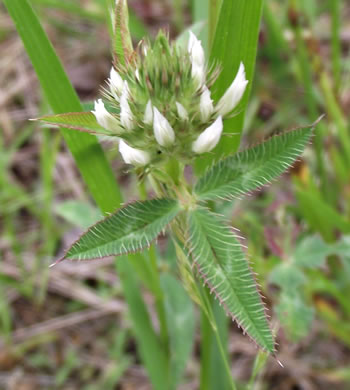 leaf or frond of Trifolium vesiculosum, Arrowleaf Clover