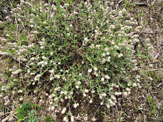 image of Trifolium arvense, Rabbitfoot Clover