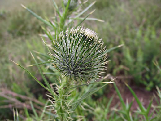 image of Cirsium vulgare, Bull Thistle