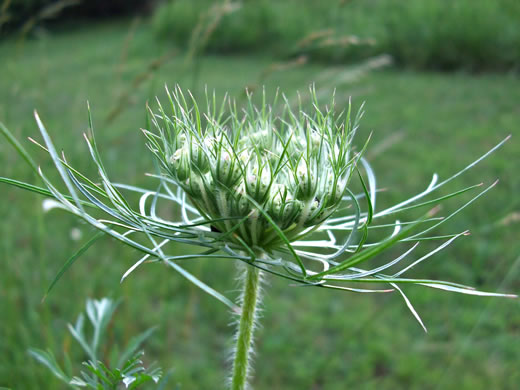 image of Daucus carota ssp. carota, Queen Anne's Lace, Wild Carrot, Bird's Nest